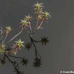 Richea species, near Warners Track.jpg